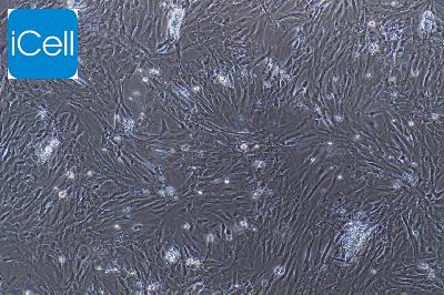 大鼠原代滑膜间充质干细胞