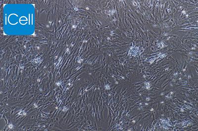 大鼠原代滑膜间充质干细胞