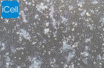 大鼠原代视网膜muller细胞