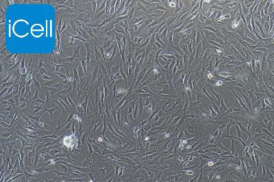 兔原代滑膜间充质干细胞