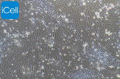 小鼠原代肠间质细胞