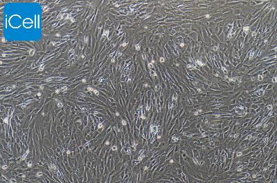 小鼠原代骨髓间充质干细胞