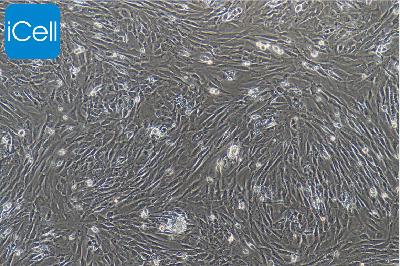 小鼠原代骨髓间充质干细胞