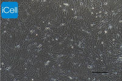 小鼠原代骨细胞