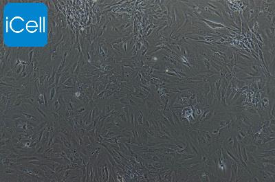 小鼠原代海绵体平滑肌细胞