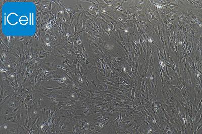 小鼠原代滑膜间充质干细胞