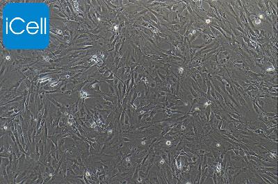 小鼠原代滑膜间充质干细胞