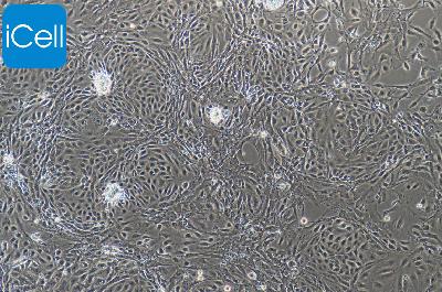 小鼠原代角膜内皮细胞