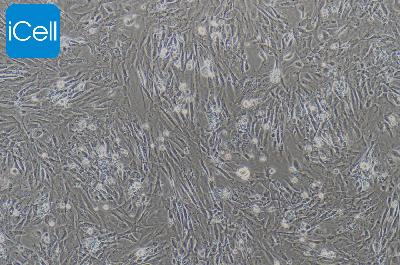 小鼠原代脂肪干细胞