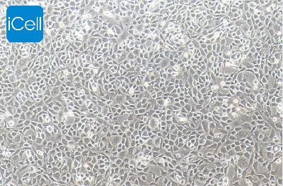 小鼠原代髓核细胞
