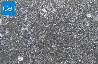 小鼠原代淋巴管内皮细胞