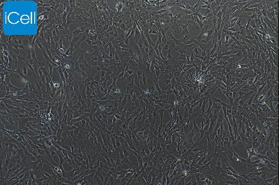 鸭原代肝间质细胞