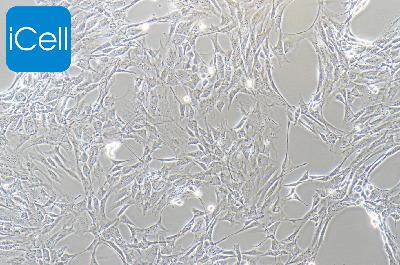 3T3-L1 小鼠胚胎成纤维细胞