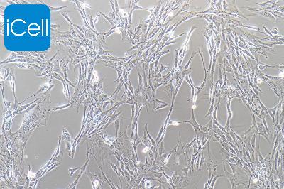 3T3-L1 小鼠胚胎成纤维细胞