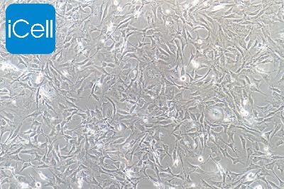 BALB/3T3 clone A31 小鼠胚胎成纤维细胞