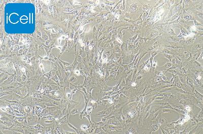 WPMY-1 人正常前列腺基质永生化细胞