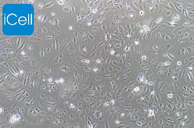SV-HUC-1 人输尿管上皮永生化细胞