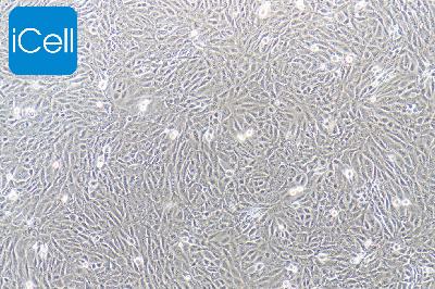 SV40-MES-13 小鼠肾小球系膜细胞