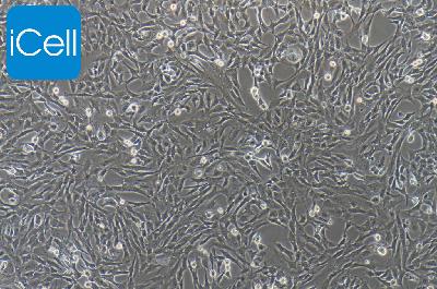 RGC-5 小鼠视网膜神经节细胞