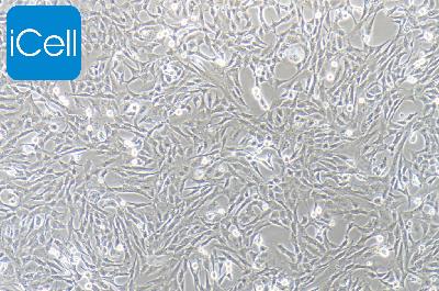 RGC-5 小鼠视网膜神经节细胞