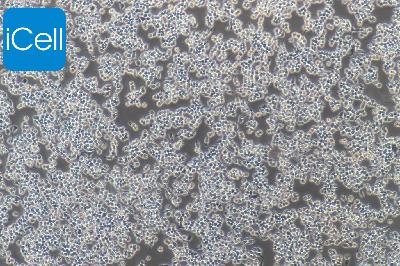 RAW 264.7 小鼠单核巨噬细胞白血病细胞