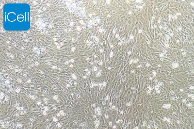 MEF 小鼠胚胎成纤维细胞
