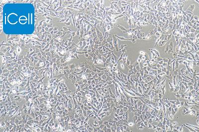 MA-891 小鼠乳腺癌高转移细胞