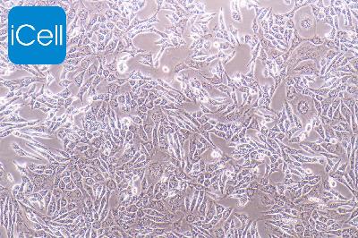 ID8 小鼠卵巢上皮癌细胞