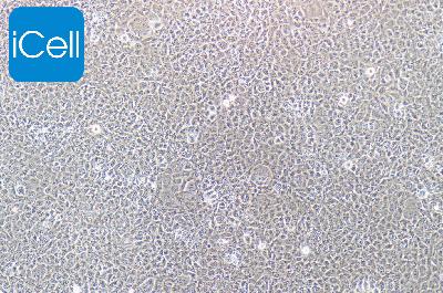 HBL-100 人整合SV40基因的乳腺上皮细胞