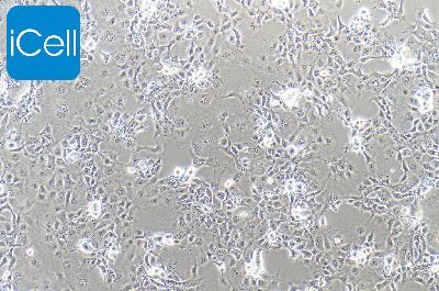 COS-1 非洲绿猴肾细胞 SV40转化