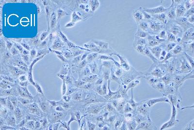 769-P 人肾细胞腺癌细胞