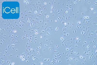 MDA-MB-157 人乳腺癌细胞