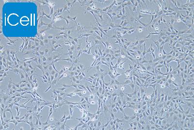 MPC-5 小鼠肾足细胞