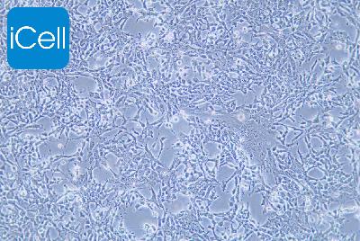P19 小鼠畸胎瘤细胞