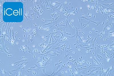 SK-N-SH 人神经母细胞瘤细胞
