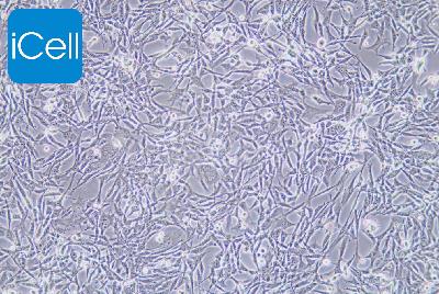 TC-1 小鼠肺上皮细胞