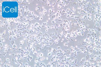 NCI-H2126 人肺癌细胞