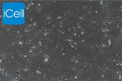大鼠原代胎盘绒毛膜滋养层细胞