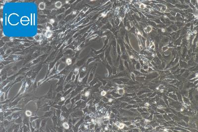 大鼠原代海绵体内皮细胞