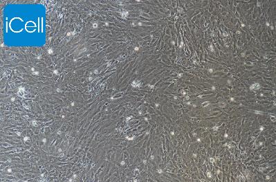 小鼠原代视网膜muller细胞