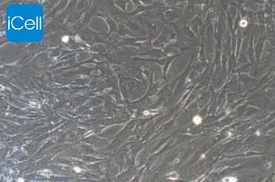 小鼠原代肾周细胞