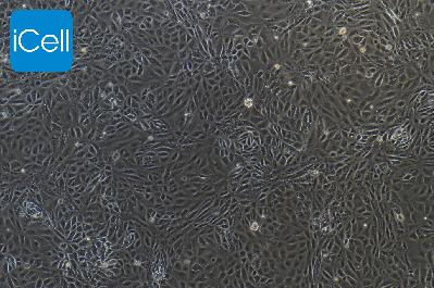 小鼠原代胎盘绒毛膜滋养层细胞