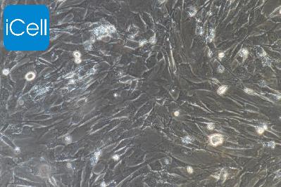 小鼠原代羊膜间充质干细胞