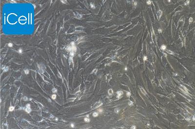 小鼠原代羊膜间充质干细胞