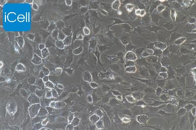 小鼠原代椎体终板软骨细胞