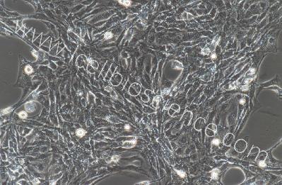 大鼠原代肠微血管内皮细胞