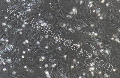 大鼠原代α-SMA阳性 肾周肌成纤维细胞