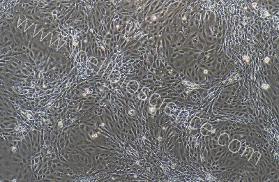 大鼠原代胰腺腺泡上皮细胞