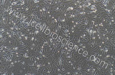 大鼠原代脐带间充质干细胞