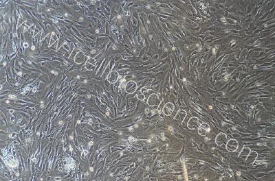 大鼠原代羊膜间充质干细胞